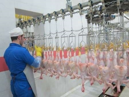 10 درصد تولید مرغ گوشتی در خراسان رضوی بدون آنتی بیوتیک است