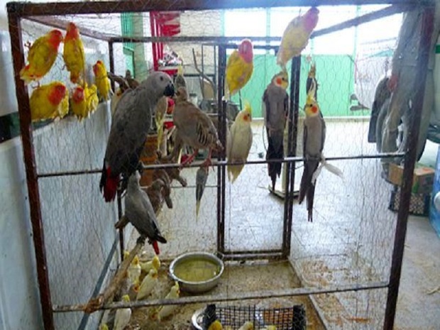 هنگ مرزی خرمشهر از قاچاق 916 قطعه پرنده جلوگیری کرد