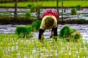 تولید برنج تراریخته در کشور کذب است میزان مصرف آب مصرفی در بخش کشاورزی به 50 درصد هم نمی رسد