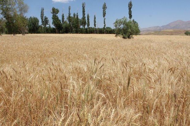تولید گندم در خلخال کاهش یافت