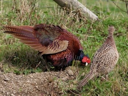 نتایج سرشماری بهاره قرقاول در زیستگاه های استان اردبیل اعلام شد  431طاقه قرقاول حداقل این پرنده در اردبیل