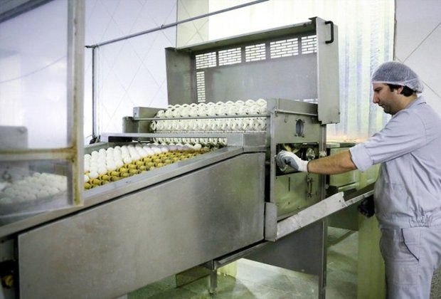 کارخانه فرآوری تخم مرغ درگلستان آماده بهره برداری شد