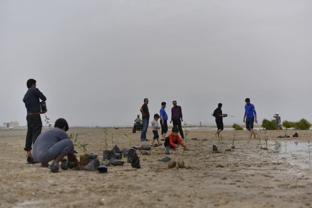 15 هزار نهال درخت حرا در ساحل بندردیر کشت شد