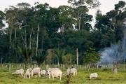 حال بد ریه های زمین؛ قطع بیش از ۸۰۰ میلیون درخت جنگل های آمازون