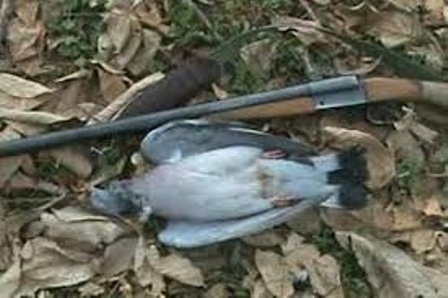 کشف لاشه 22قطعه کبوتر وحشی در شهرستان البرز