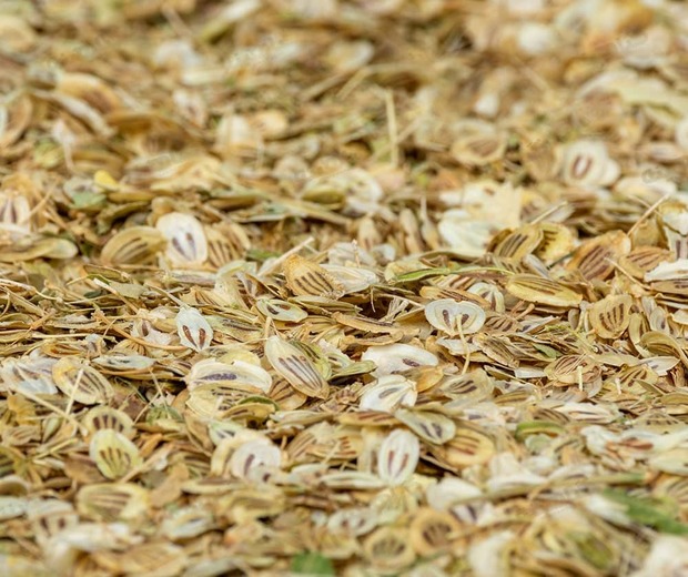 ادویه ای محبوب برای بیماران دیابتی

