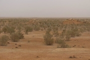 کاشت درخت تاغ در سه هزار هکتار از بیابانهای خراسان رضوی