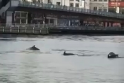 ورود دلفین ها به سواحل استانبول