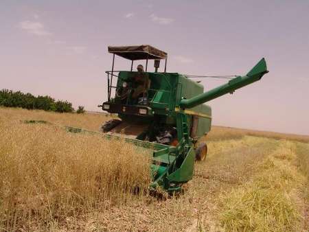 کاهش 10 درصدی تولید گندم در ابرکوه