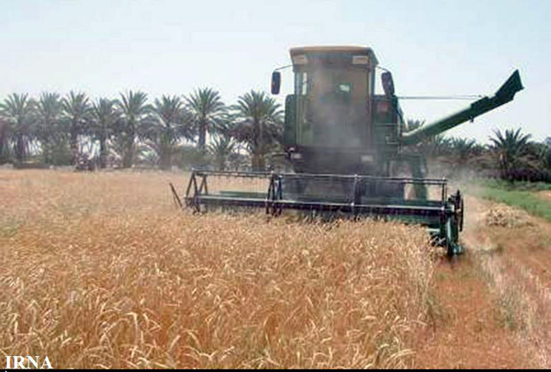 برداشت نخستین گندم کشور در سیستان و بلوچستان آغاز شد