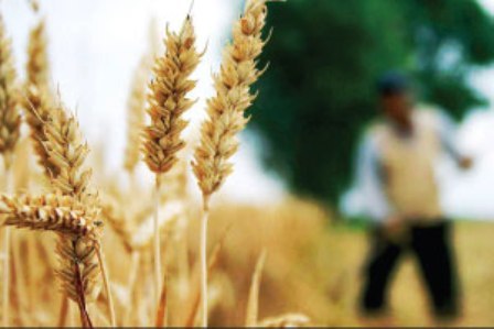 خرید تضمینی گندم از کشاورزان استان سمنان از 15 خرداد 96 آغاز می‌شود