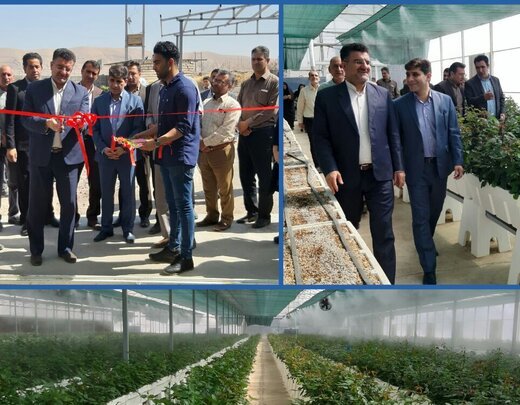 افتتاح گلخانه هیدروپونیک گل رز در خرم آباد   سرمایه گذاری 4 میلیارد تومانی