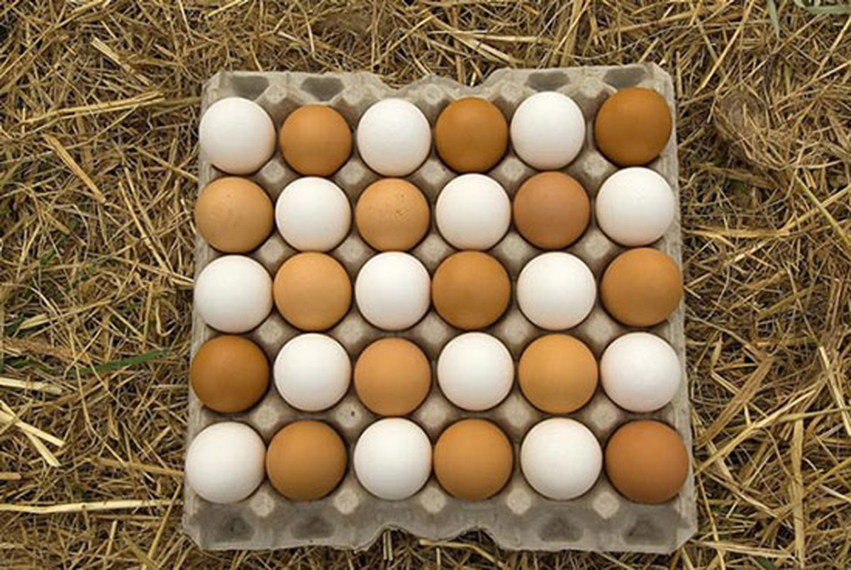 باورهای غلطی که در مورد تخم مرغ رواج یافته اند/ راه نگهداری طولانی مدت