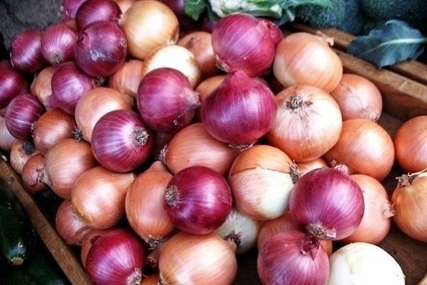 پیش بینی صادرات 70 هزار تن پیاز از خراسان شمالی به کشورهای خارجی