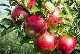 معیشت  60 هزار خانوار آذربایجان غربی به سیب درختی تولیدی استان وابسته است