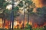 خطر آتش‌سوزی، جنگل‌های گیلان را تهدید می‌کند مسافرین هوشیار باشند
