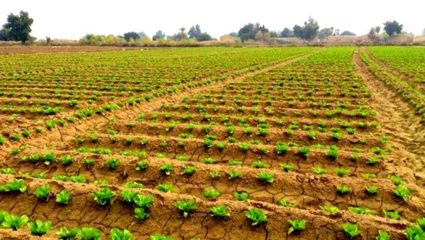 کشت محصولات کشاورزی در اراضی دولتی جنوب کرمان ممنوع است
