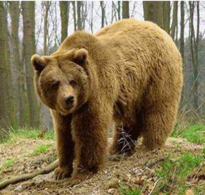 خرس وحشی قرقبان کوهرنگی را زخمی کرد