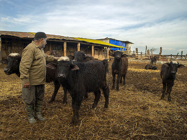 همایش روز گاومیش در گمیشان برگزار شد