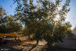 برداشت مکانیزه گردو در استان زنجان