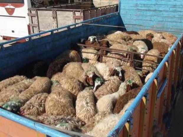 حمل دام به دیگر استان ها عامل نابسامانی بازار گوشت در ایلام است