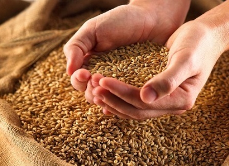 کمبود بذر گندم در فارس شایعه است