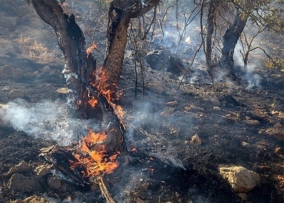 بی‌توجهی مسئولان به‌آتش‌سوزی 9 روزه جنگل‌های مریوان   نابودی 1000 هکتار از جنگل    فعالان محیط زیست: آتش سوزی ها عمدی است  فرمانداری توجهی نمی‌کند