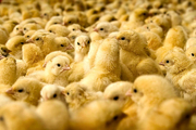 افزایش 10 درصدی جوجه ریزی مرغ گوشتی در قزوین