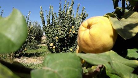 میوه «به» نی ریزفارس درچند استان کشورخریدار دارد
