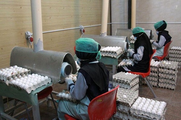 راه اندازی یک واحد صادراتی بسته بندی تخم مرغ در شهرستان آبادان