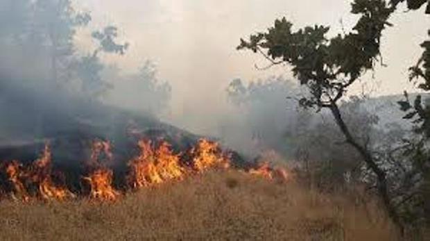 جنگل های سوزنی برگ کلاله در شرق گلستان دچار آتش سوزی شد