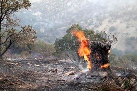 آتش در جنگل‌های دشتروم بویراحمد  زاگرس، خاکستر می‌شود
