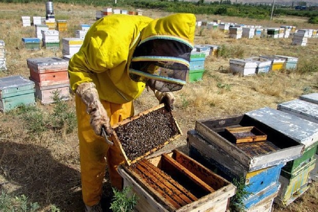 سالانه 340 تن عسل در مهاباد تولید می شود