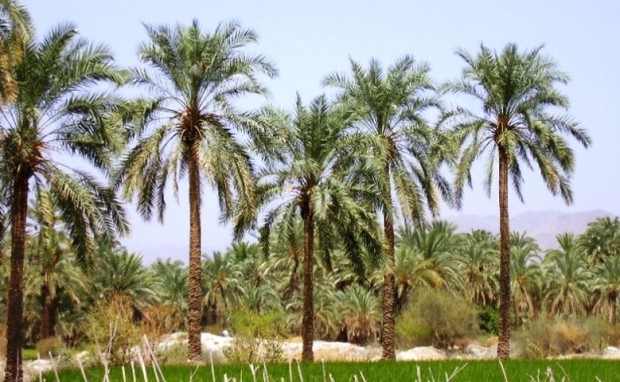 16درصد اشتغال استان بوشهردربخش کشاورزی است