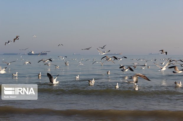 سرشماری ۱۰۸ هزار قطعه پرنده در آذربایجان‌غربی