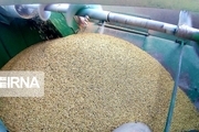 خرید گندم از کشاورزان نوبتی می شود