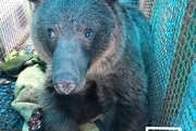 مرگ دردناک توله خرس قهوه ای + تصاویر