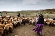 130 میلیارد تومان خسارت خشکسالی به عشایر خراسان شمالی