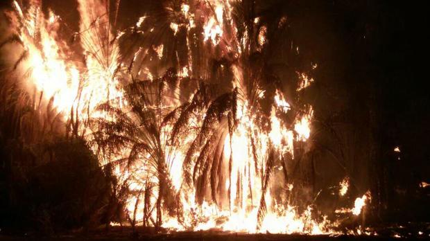 آتش بار دیگر نخلستانهای بخش جالق شهرستان سراوان را سوزاند