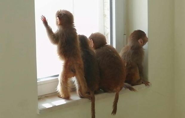 قاچاقچی هشت بچه میمون در مرز سردشت دستگیر شد