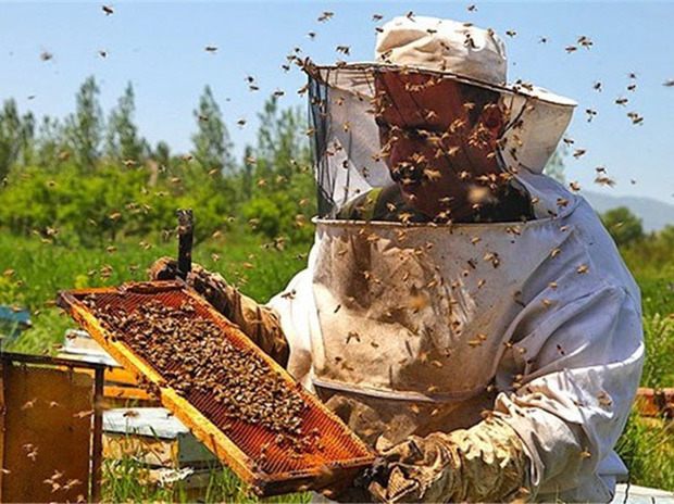 تولید عسل در گلستان پنج درصد افزایش می یابد