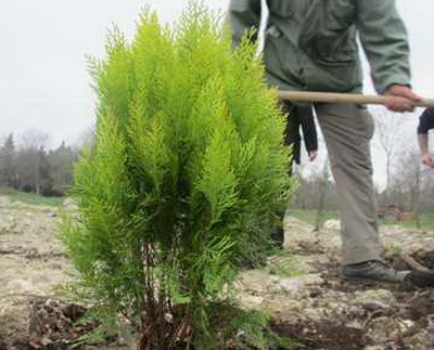 امکان ثبت نام اینترنتی برای کاشت درخت در معابر شهری ارومیه فراهم شد  متقاضیان برای ثبت نام تا 29 اسفند فرصت دارند