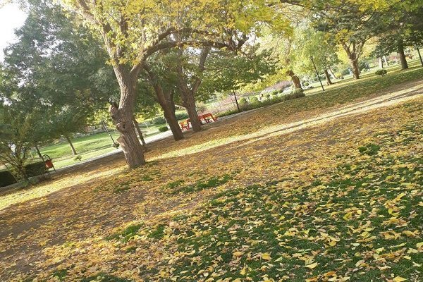 سرانه فضای سبز شهروندان همدانی 11 مترمربع است  کاشت بیش از یک میلیون گل تزئینی