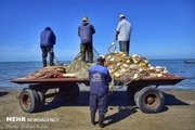 فصل صید و صیادی در مازندران به پایان رسید  صید ۳۶۰۰ تن ماهی