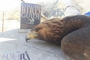 رهاسازی یک بهله عقاب طلایی در خرم‌آباد
