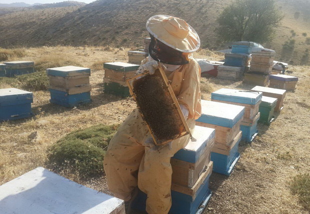سالیانه بیش از 4 هزار تن عسل در کرمانشاه تولید می شود