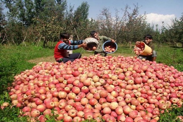 سیب موجب اشتغال60 هزار خانوار در آذربایجان غربی شده است