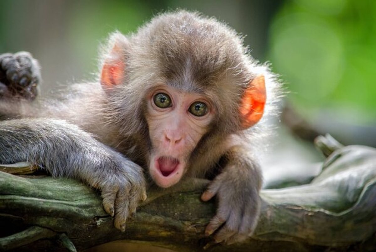 محققان از قدرت تفکر میمون‌ها شگفت زده شدند!
