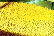 راه اندازی کارخانه تولید UF۶ /اولین بشکه کیک زرد تخلیه شد