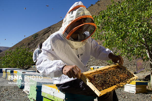 افزایش 10 درصدی تولید عسل بهاره در نهاوند